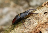 �g�їp�ʐ^�P